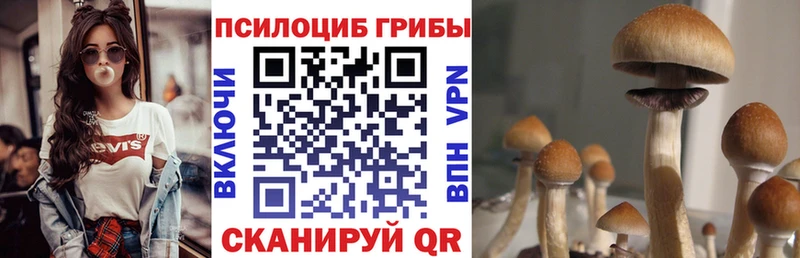 купить закладку  Дмитровск  Галлюциногенные грибы Psilocybine cubensis 